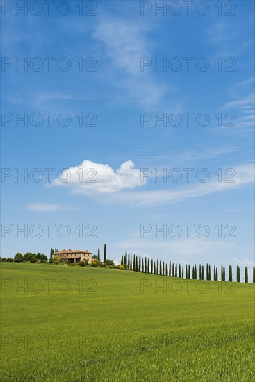 Farmhouse and cypresses