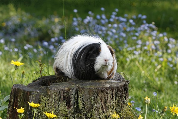 Guinea Pig pigs