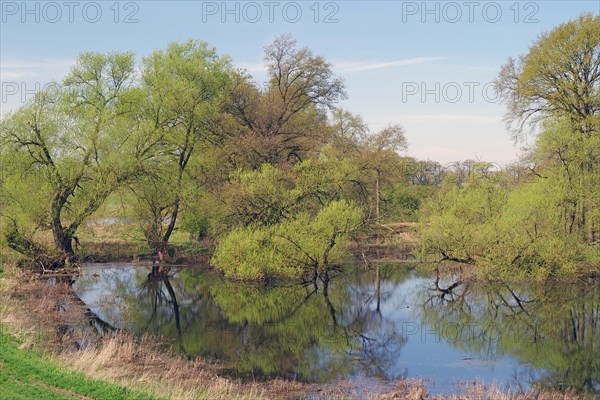 Flooded Elbe floodplain forests