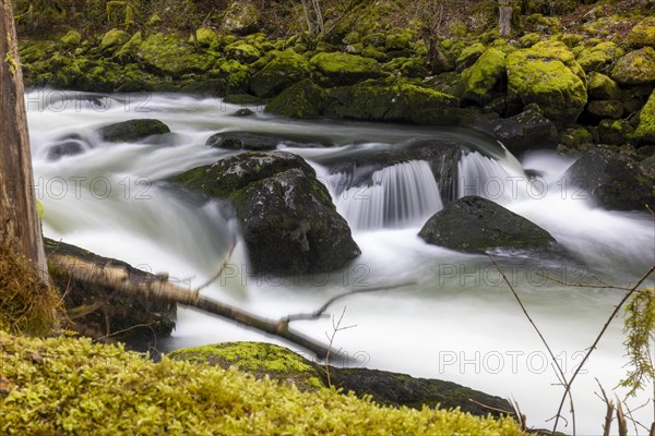 Rapids and bogs full of moss