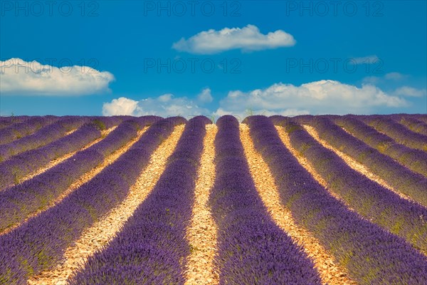 Flowering lavender