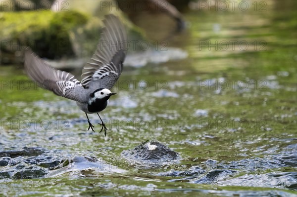 White wagtail