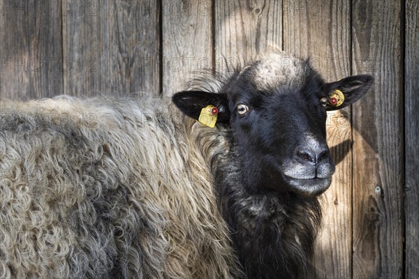 Portrait of a black and white German Moorland Sheep