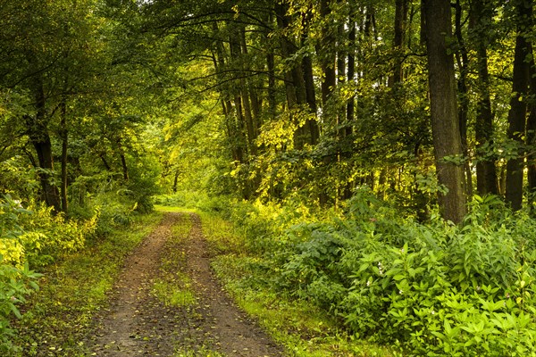 A forest path in the Roetelseeweiher bird sanctuary at golden hour