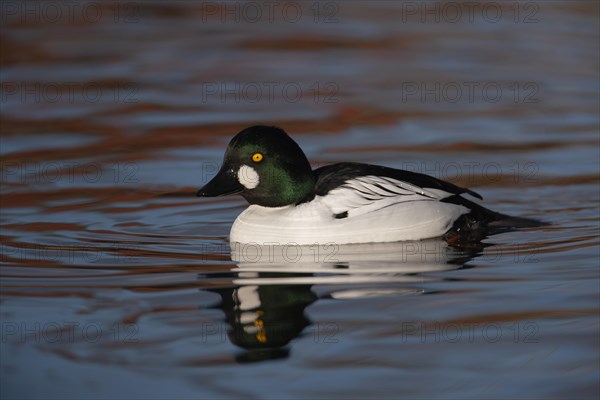 Goldeneye adult male duck