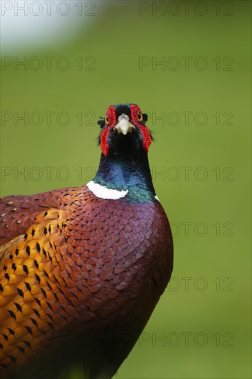 Common pheasant