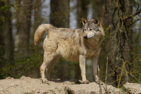 Algonquin wolf