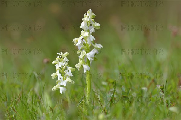 Green-winged orchid