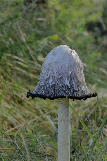 Shaggy ink cap