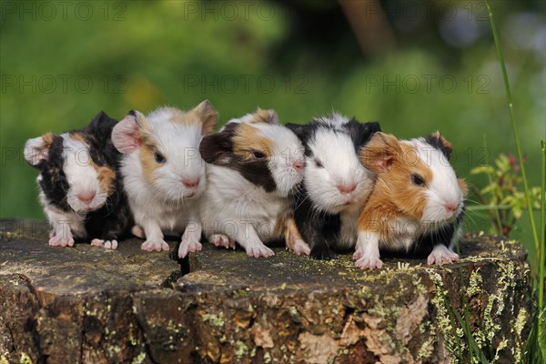 Guinea Pig pigs