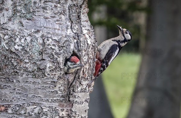 Great spotted woodpecker