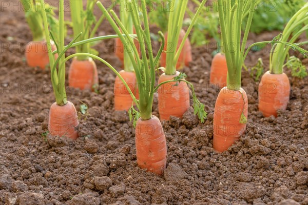 Close-up of carrots planted in an organic vegetable garden