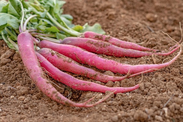 Close-up of radishes planted in an organic vegetable garden