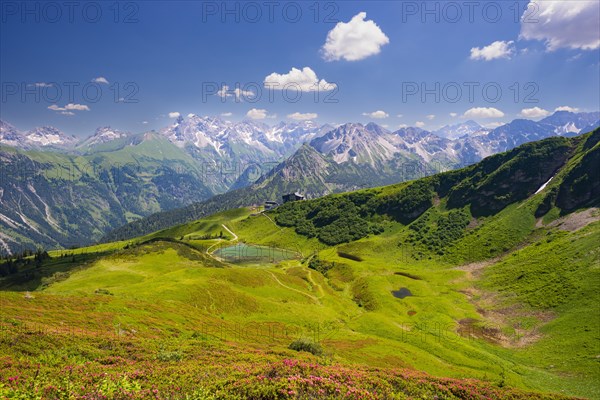 Alpine rose blossom