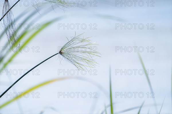 (Cyperus papyrus) single branch above the water surface in the channels of the Kwando River. Bwabwata National Park, Namibia, Africa