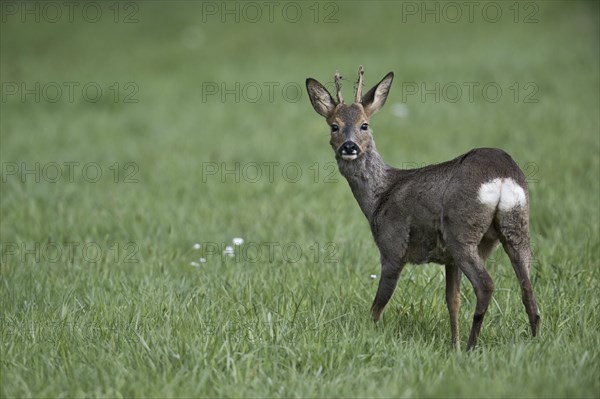 European roe deer