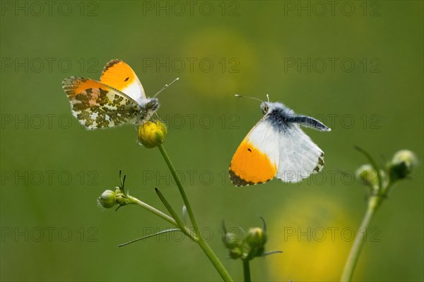 Two orange tip