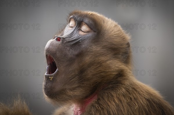 Djelada or gelada baboon