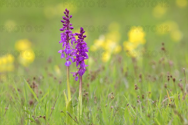 Early purple orchid