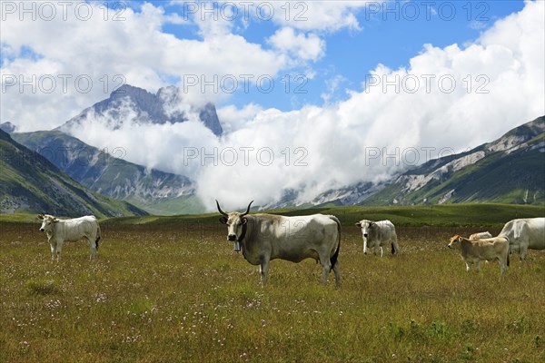 Herd of Abruzzese cattle in front of the Corno Grande on Campo Imperatore