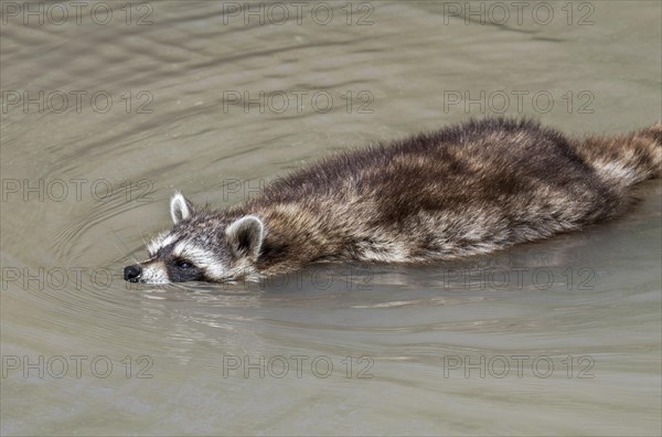 Common raccoon