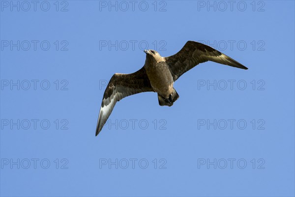 Great skua