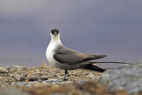 Ringed long-tailed skua