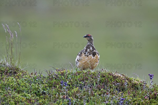 Icelandic rock ptarmigan