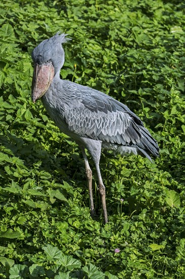 Shoebill