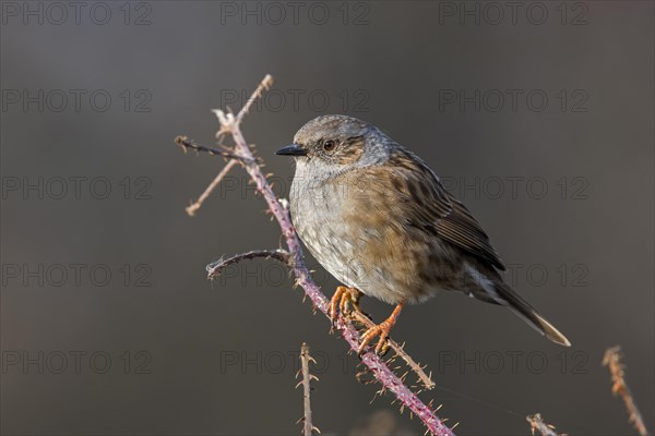 Dunnock