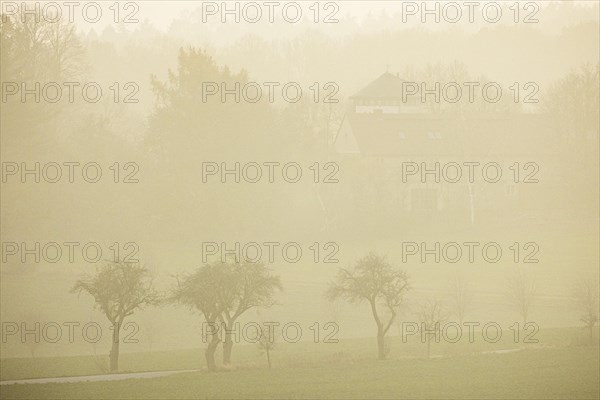 Trees stand out on a country road in the fog in Koenigshain