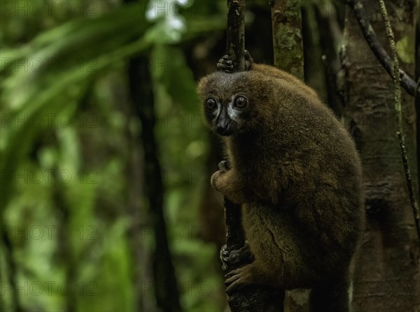 Male red-bellied lemur