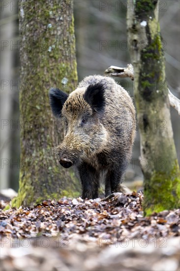 Wild boar