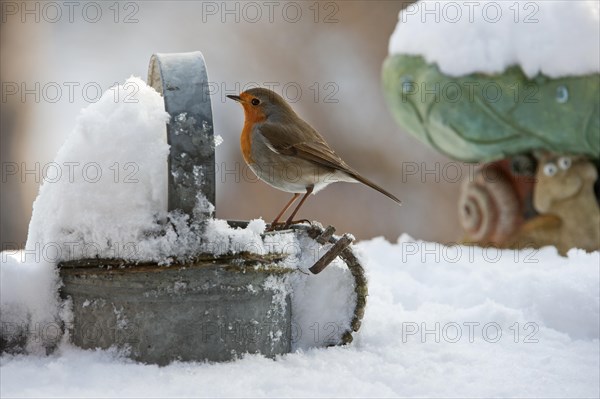 European Robin