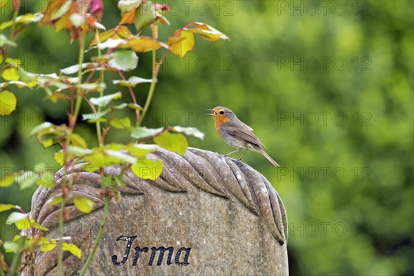 European robin