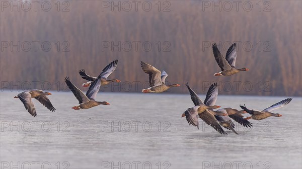 Greylag Goose