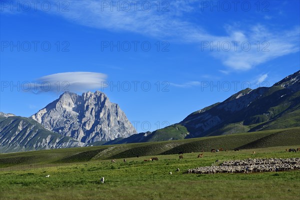 Herds of horses