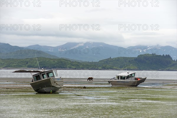 Grizzly bear walks past the boats of Katmai Wilderness Lodge at low tide