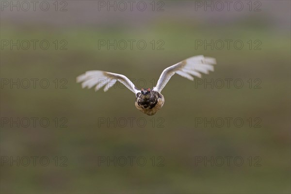 Icelandic rock ptarmigan