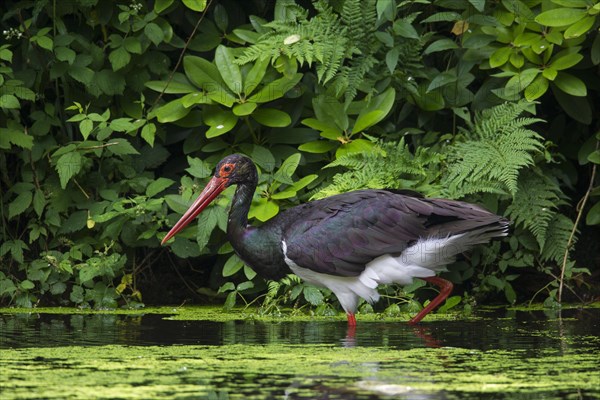 Black stork