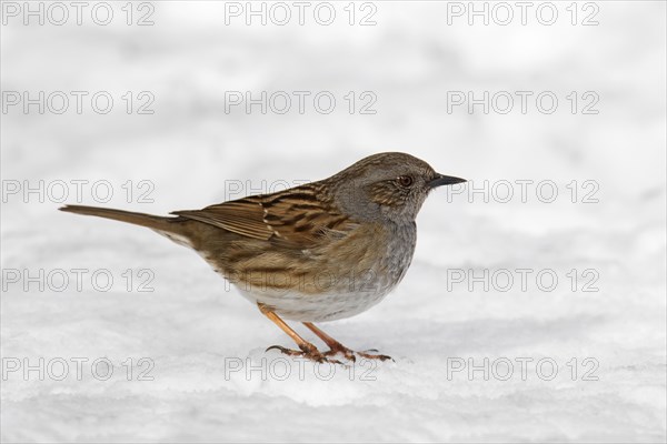 Dunnock