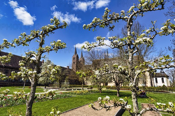 Blooming Remtergarten with view of the Carolingian Westwerk