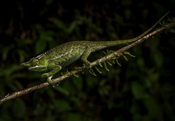 Sharp-nosed chameleon