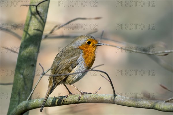 European robin