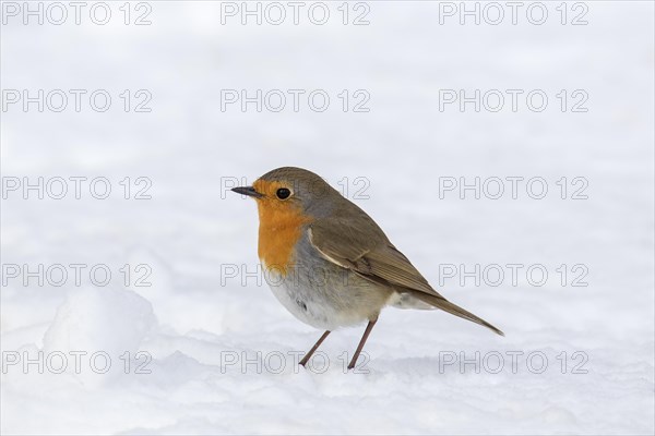 European robin