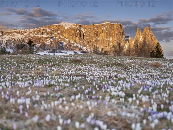 Crocus meadow in front of Schlern