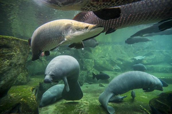 West Indian manatees