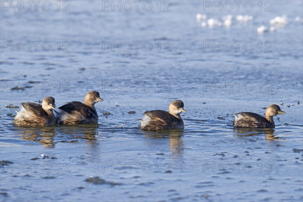 Four little grebes