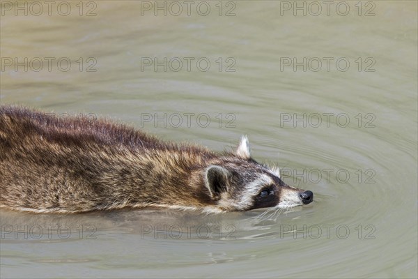 Common raccoon