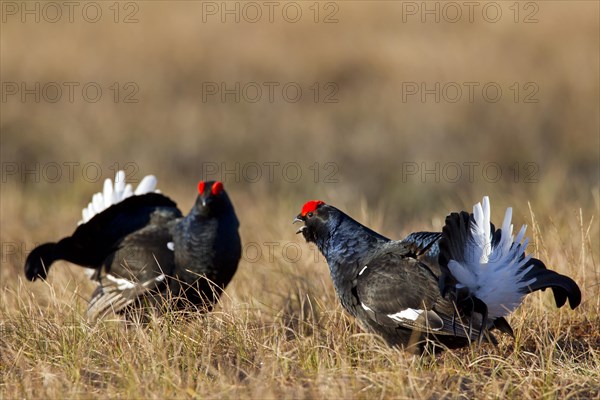 Black grouse